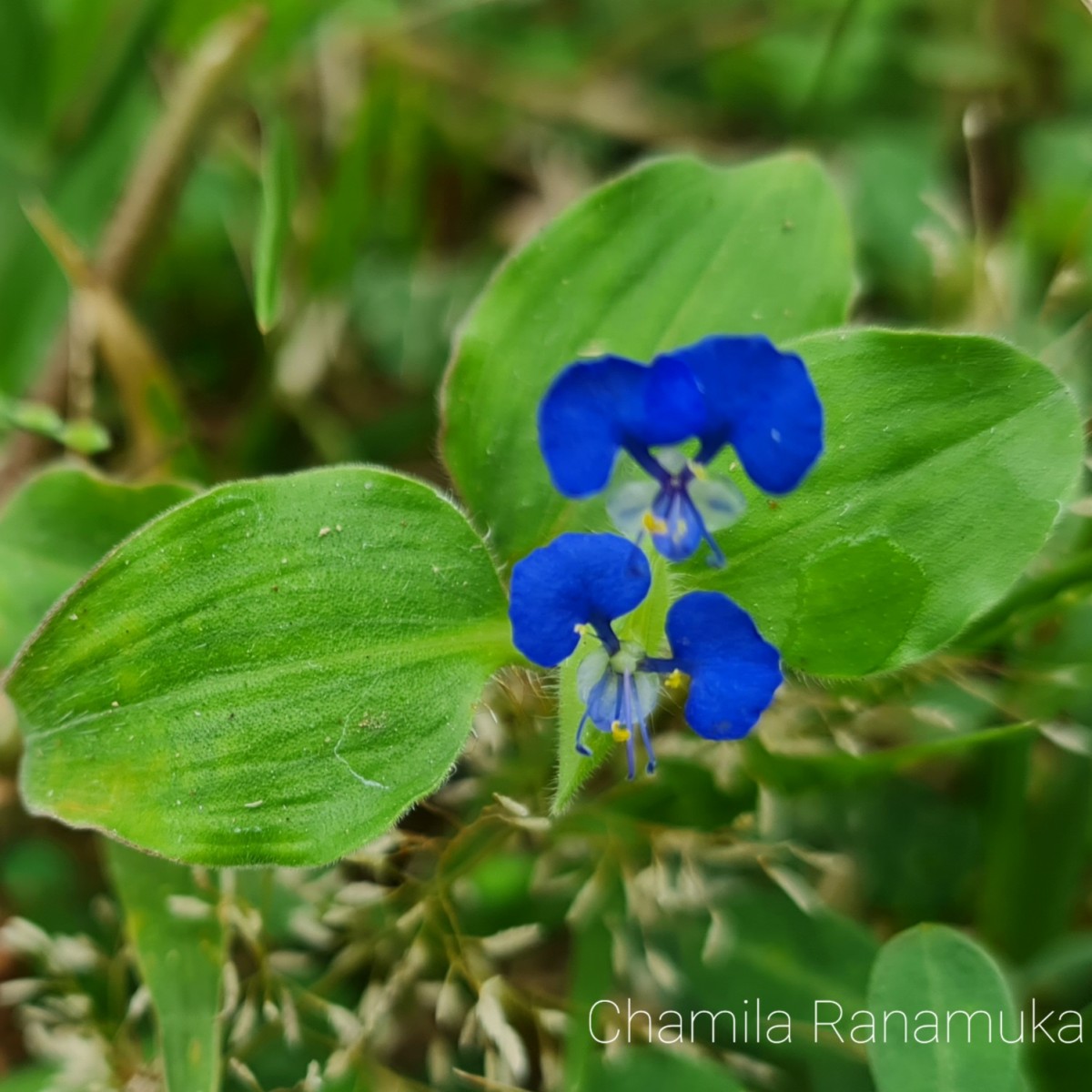 Commelina benghalensis L.